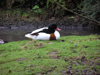 Common Shelduck