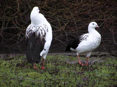 Andean Geese