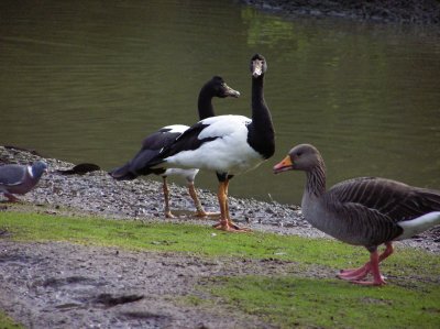 Magpie Geese