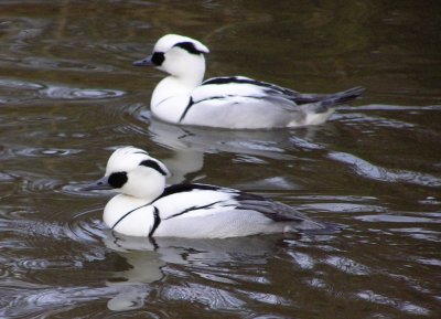 Smew