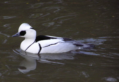 Smew