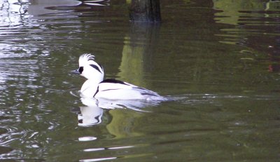 Smew
