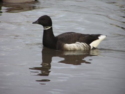 Pacific Brant