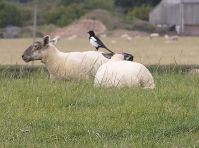 European Magpie on Sheep