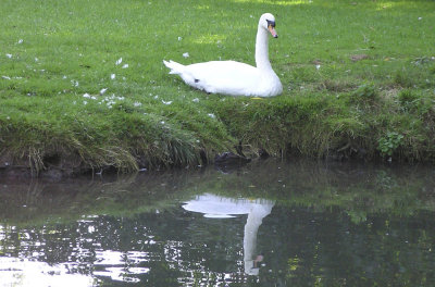 Swan