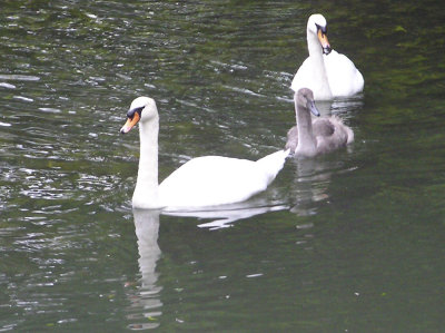 Swan Family
