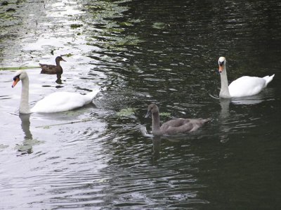 Swan Family