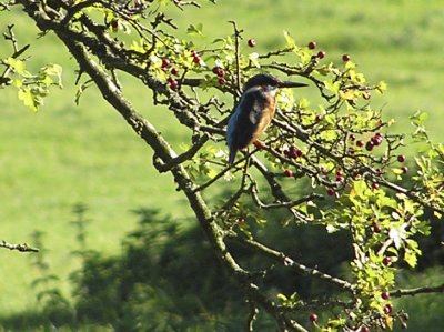 Kingfisher