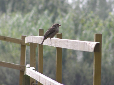 House Sparrow - female