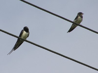 Barn Swallows