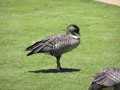 Hawaiian Nene Goose