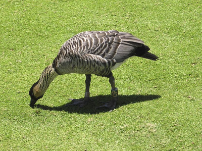 Hawaiian Nene Goose