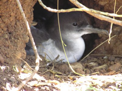 Wedge-tailed Shearwaters