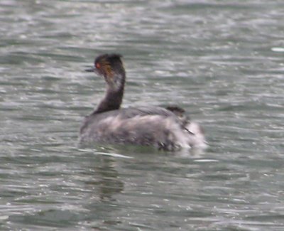 Black-necked Grebe (or Eared Grebe) ?