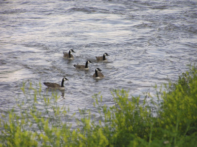 Copy of P6040228.jpg