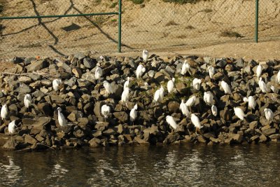 Egret Convention