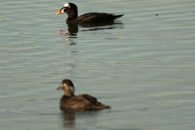 Pair of Surf Scoters
