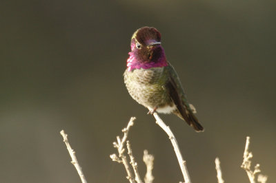 Hummingbird