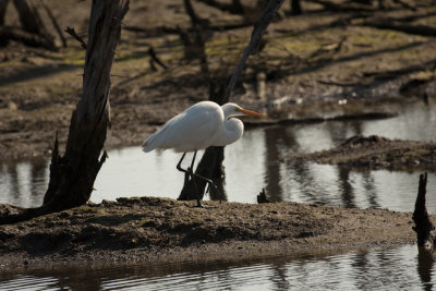 Egret