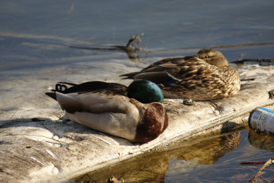 Mallard Couple Sleeping on Discarded Mattress