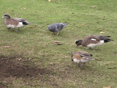 Pigeon with Wigeons