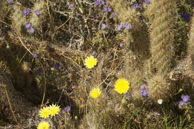 Anza-Borrego Desert State Park