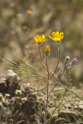 _MG_5454.jpg