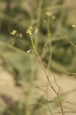 _MG_5517.jpg