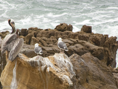 Two Pelicans and Two Gulls