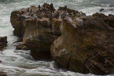 Pelicans