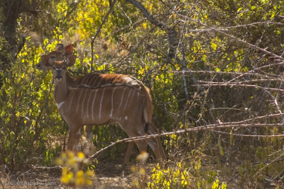 Kudu (female)