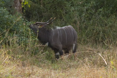 Nyala (Male)