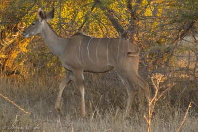 Kudu (female)
