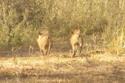 A Pair of Baby Warthogs