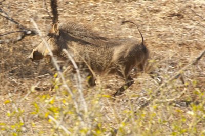 Warthog on the run