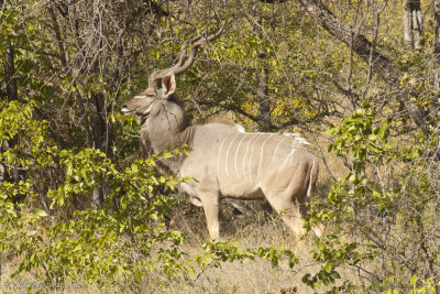 Impressive Horns on Male Kudu