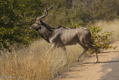 Kudu (Male)