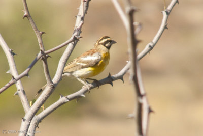 Golden-Breasted Bunting