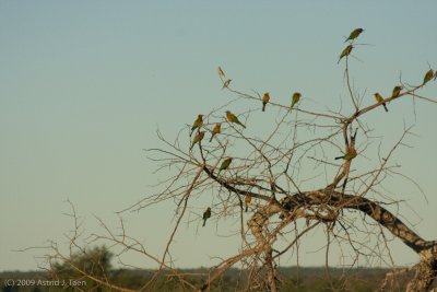 Mostly White-Fronted Bee Eaters