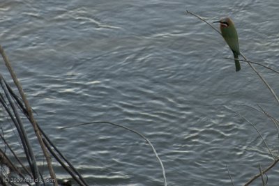 White-Fronted Bee Eater