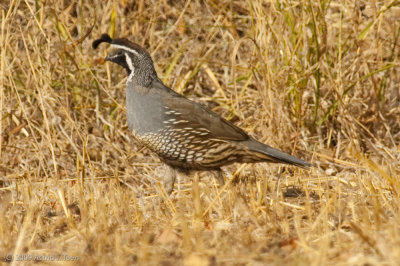 New World Quail
