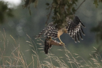 Red-shouldered Hawk (lineatus)