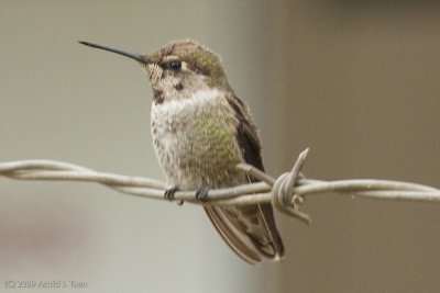 Black-chinned Hummingbird (immature)