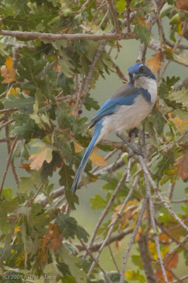 Western Scrub-Jay