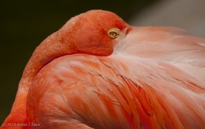 Flamingo
