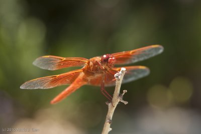 Dragonfly