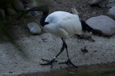 Black-headed Crowned Ibis