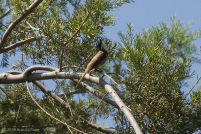 Bulbuls