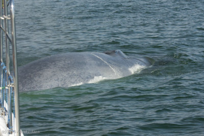 Blue Whale Up Close