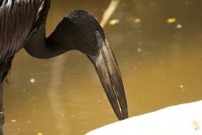 Open-billed Stork